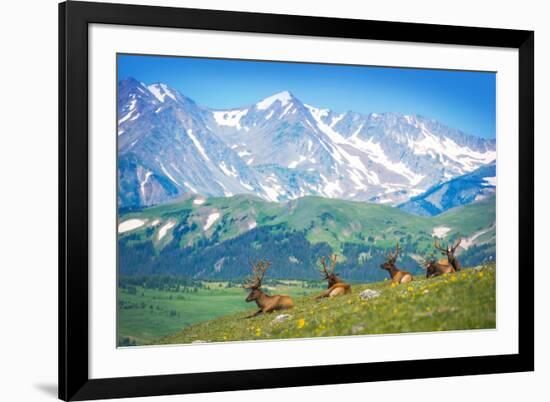 North American Elks-duallogic-Framed Photographic Print