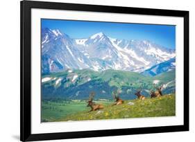 North American Elks-duallogic-Framed Photographic Print