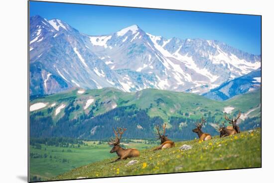 North American Elks-duallogic-Mounted Photographic Print