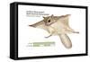 North American Flying Squirrel (Glaucomys Volans), Southern Flying Squirrel, Mammals-Encyclopaedia Britannica-Framed Stretched Canvas