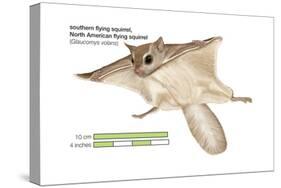 North American Flying Squirrel (Glaucomys Volans), Southern Flying Squirrel, Mammals-Encyclopaedia Britannica-Stretched Canvas