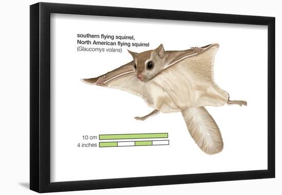 North American Flying Squirrel (Glaucomys Volans), Southern Flying Squirrel, Mammals-Encyclopaedia Britannica-Framed Poster
