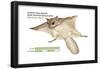 North American Flying Squirrel (Glaucomys Volans), Southern Flying Squirrel, Mammals-Encyclopaedia Britannica-Framed Poster