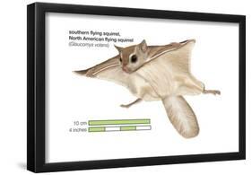 North American Flying Squirrel (Glaucomys Volans), Southern Flying Squirrel, Mammals-Encyclopaedia Britannica-Framed Poster