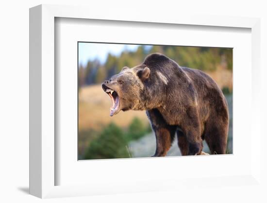 North American Grizzly Roaring-null-Framed Art Print