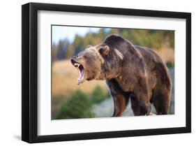 North American Grizzly Roaring-null-Framed Art Print