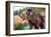 North American Grizzly Roaring-null-Framed Art Print