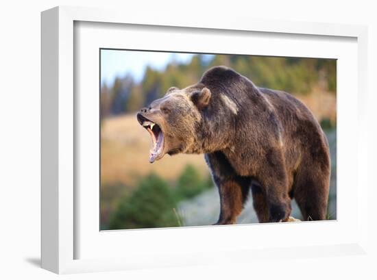 North American Grizzly Roaring-null-Framed Art Print