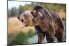 North American Grizzly Roaring-null-Mounted Art Print