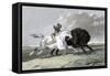 North American Indian Hunting Buffalo, 1861-null-Framed Stretched Canvas