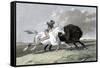 North American Indian Hunting Buffalo, 1861-null-Framed Stretched Canvas