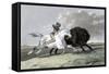 North American Indian Hunting Buffalo, 1861-null-Framed Stretched Canvas