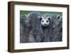 North American Opossum, Didelphis Virginiana, Parental Animal, Young Animals, Hump, Medium Close-Up-Ronald Wittek-Framed Premium Photographic Print