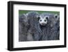 North American Opossum, Didelphis Virginiana, Parental Animal, Young Animals, Hump, Medium Close-Up-Ronald Wittek-Framed Premium Photographic Print