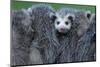 North American Opossum, Didelphis Virginiana, Parental Animal, Young Animals, Hump, Medium Close-Up-Ronald Wittek-Mounted Premium Photographic Print