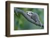 North American Opossum, Didelphis Virginiana, Young Animal, Branch-Ronald Wittek-Framed Premium Photographic Print