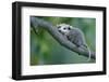 North American Opossum, Didelphis Virginiana, Young Animal, Branch-Ronald Wittek-Framed Premium Photographic Print