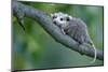 North American Opossum, Didelphis Virginiana, Young Animal, Branch-Ronald Wittek-Mounted Premium Photographic Print