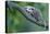 North American Opossum, Didelphis Virginiana, Young Animal, Branch-Ronald Wittek-Stretched Canvas