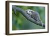 North American Opossum, Didelphis Virginiana, Young Animal, Branch-Ronald Wittek-Framed Photographic Print