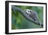 North American Opossum, Didelphis Virginiana, Young Animal, Branch-Ronald Wittek-Framed Photographic Print