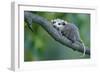 North American Opossum, Didelphis Virginiana, Young Animal, Branch-Ronald Wittek-Framed Photographic Print