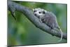 North American Opossum, Didelphis Virginiana, Young Animal, Branch-Ronald Wittek-Mounted Photographic Print