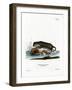 North American Otter-null-Framed Giclee Print