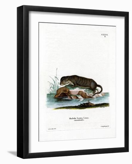 North American Otter-null-Framed Giclee Print