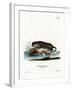 North American Otter-null-Framed Giclee Print