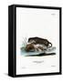 North American Otter-null-Framed Stretched Canvas