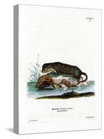 North American Otter-null-Stretched Canvas