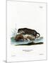 North American Otter-null-Mounted Giclee Print