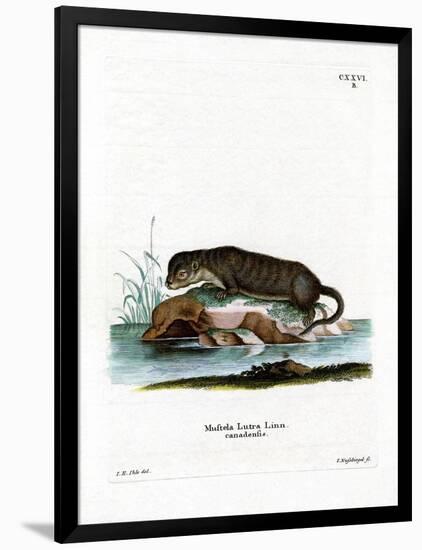 North American Otter-null-Framed Giclee Print