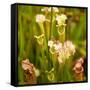 North American Pitcher Plant-Paul Abbitt-Framed Stretched Canvas