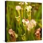 North American Pitcher Plant-Paul Abbitt-Stretched Canvas