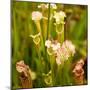 North American Pitcher Plant-Paul Abbitt-Mounted Photographic Print