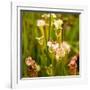 North American Pitcher Plant-Paul Abbitt-Framed Photographic Print