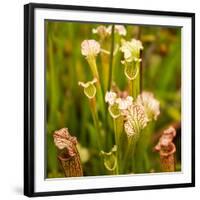 North American Pitcher Plant-Paul Abbitt-Framed Photographic Print