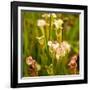 North American Pitcher Plant-Paul Abbitt-Framed Photographic Print