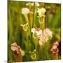 North American Pitcher Plant-Paul Abbitt-Mounted Photographic Print