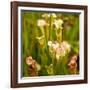 North American Pitcher Plant-Paul Abbitt-Framed Photographic Print