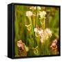 North American Pitcher Plant-Paul Abbitt-Framed Stretched Canvas