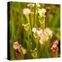 North American Pitcher Plant-Paul Abbitt-Stretched Canvas