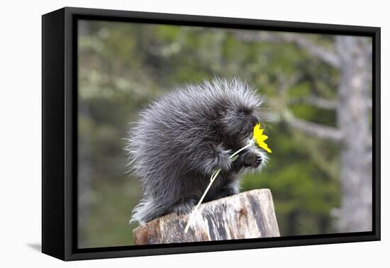 North American Porcupine Baby Holding Yellow Flower-null-Framed Stretched Canvas