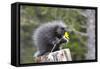 North American Porcupine Baby Holding Yellow Flower-null-Framed Stretched Canvas