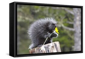 North American Porcupine Baby Holding Yellow Flower-null-Framed Stretched Canvas