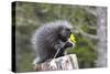 North American Porcupine Baby Holding Yellow Flower-null-Stretched Canvas