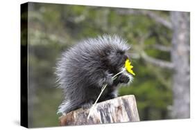 North American Porcupine Baby Holding Yellow Flower-null-Stretched Canvas