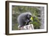 North American Porcupine Baby Holding Yellow Flower-null-Framed Premium Photographic Print